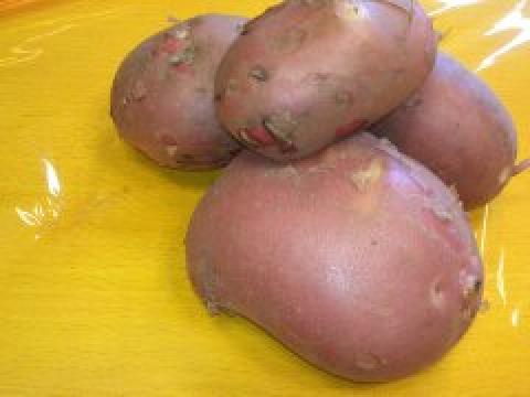 batatas - o sucesso da horta
